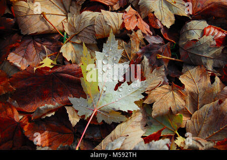 Foglie colorate e bagnato con acqua scende Foto Stock