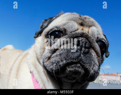 Immagine di un dolce pug fotografato con un obiettivo fisheye Foto Stock