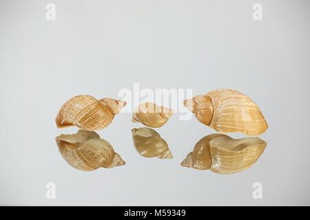 I serbatoi di grande stagno lumaca, Lymnaea stagnalis, dal Mar Baltico Foto Stock