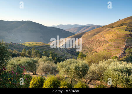 Paesaggio terrazzato vicino a Pinhao, Douro River Valley, Portogallo Foto Stock