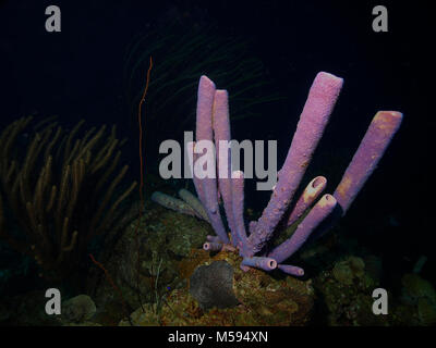 Tubo gigante spugna a Bonaire Foto Stock