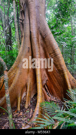 Albero delle radici di rinforzo giganti nella foresta pluviale, Yungaburra, Atherton Tablelands, far North Queensland, FNQ, QLD, Australia Foto Stock