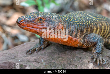 Placcato gigante lizard ensoleillement stesso su di una roccia Foto Stock