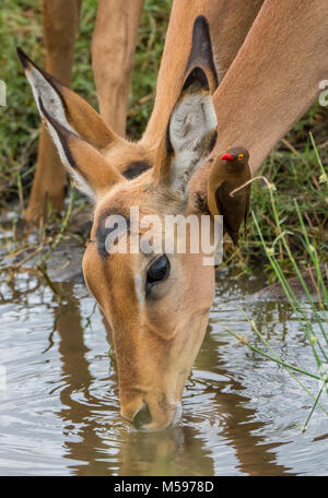 Impala acqua potabile con un bue-pecker seduta sul suo orecchio Foto Stock