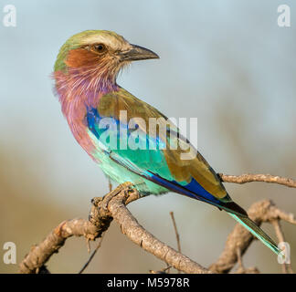 Lilac breasted seduta del rullo in una struttura ad albero Foto Stock