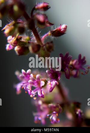 Close-up, vista macro di piccoli color porpora Thulasi, Tulsi, basilico santo, Ocimum tenuiflorum fiori visti in un giardino di casa in Foto Stock