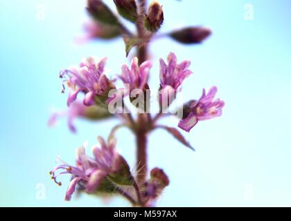 Close-up, vista macro di piccoli color porpora Thulasi, Tulsi, basilico santo, Ocimum tenuiflorum fiori visti in un giardino di casa in Foto Stock