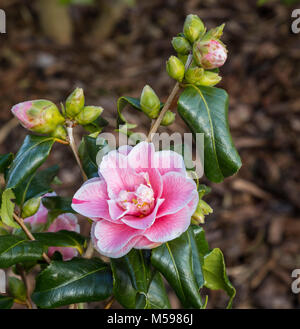 Camellia japonica Lady Vansittart in fiore, lascia che mostra alcuni leaf curl. Foto Stock
