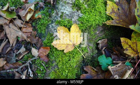 Giallo autunno lasciare sul terreno Foto Stock