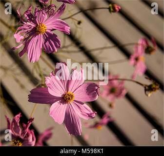 Pink Cosmos bipinnatus fioritura aka aster messicano fioritura pianta erbacea nativa per il Messico popolare una pianta ornamentale, clima temperato Foto Stock