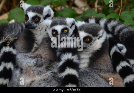 Gruppo familiare di ring-tailed lemur raggomitolati insieme Foto Stock