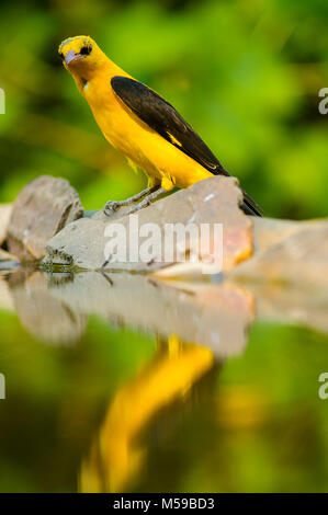 Rigogolo (Oriolus oriolus) maschio in attesa di bere Foto Stock