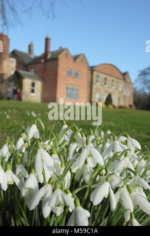 Snowdrops (Galanthus nivalis) sul prato a Hopton Hall, Derbyshire durante l annuale giardino aperto evento in febbraio. Regno Unito Foto Stock