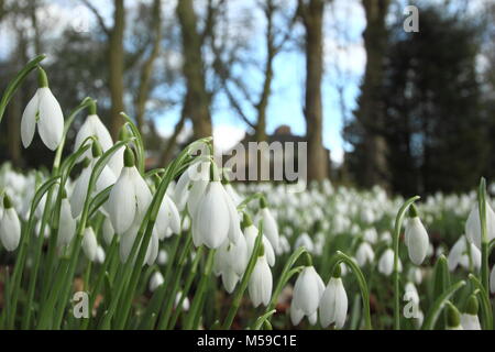 Snowdrops (Galanthus nivalis) nel bosco giardino a Hopton Hall, Derbyshire durante l annuale giardino aperto evento in febbraio. Regno Unito Foto Stock