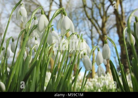 Snowdrops (Galanthus nivalis) nel bosco giardino a Hopton Hall, Derbyshire durante l annuale giardino aperto evento in febbraio. Regno Unito Foto Stock