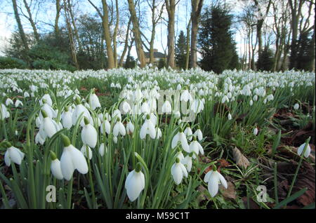 Snowdrops (Galanthus nivalis) nel bosco giardino a Hopton Hall, Derbyshire durante l annuale giardino aperto evento in febbraio. Regno Unito Foto Stock