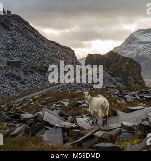 Cava di Dinorwig Foto Stock