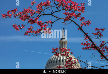 Varietà rossa della fioritura sanguinello (Cornus florida) fiorì durante il Cherry Blossom Festival, con il Campidoglio US in background, Washington DC Foto Stock