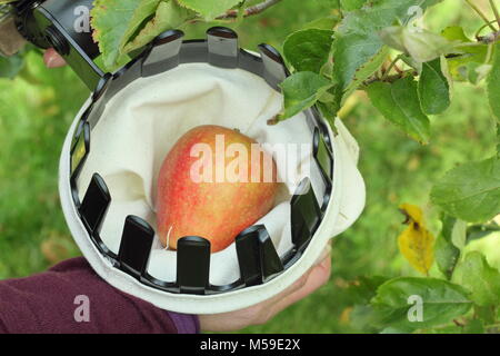 Malus domestica 'Ribston Pippin' raccolto con un panno raccoglitrice di frutta in un inglese un frutteto, Ottobre Foto Stock