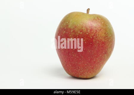 Malus domestica 'Adam's Pearmain', un inglese di varietà di mele, sfondo bianco, REGNO UNITO Foto Stock