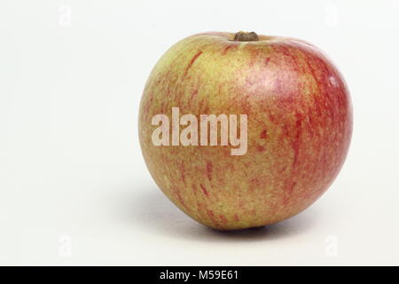 Malus domestica 'Epicure', chiamato anche "Laxton Epicure dell', un cimelio di famiglia inglese varietà di mele, sfondo bianco, REGNO UNITO Foto Stock