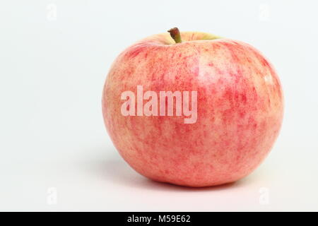 Malus domestica 'Monarch', un cimelio di famiglia inglese varietà di mele. Sfondo bianco. Regno Unito Foto Stock