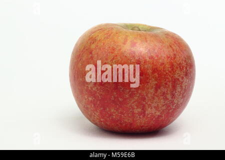 Malus domestica "Worcester Pearmain', un inglese di varietà di mele, sfondo bianco, REGNO UNITO Foto Stock