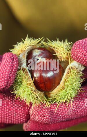 La spinosa casi di fresche dolci castagne e marroni (Castanea sativa), raccolte dal bosco inglese, sono aperti per visualizzare le noci commestibili in autunno, REGNO UNITO Foto Stock