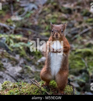 Scoiattolo rosso in piedi con le zampe giunte insieme guardando la telecamera nel Yorkshire Dales, REGNO UNITO Foto Stock