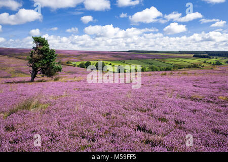 Fila Mires Rigg da Hartoft Moor North York Moors,,North Yorkshire, Regno Unito Foto Stock