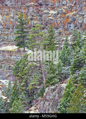 Scogliere di Wolf Creek Canyon sopra poco ficodindia creek in inverno vicino Helena, Montana Foto Stock