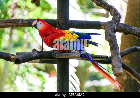 La fauna selvatica in Costa Rica. Pappagallo Ara nel verde della foresta tropicale in Costa Rica. Foto Stock