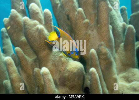 Regina angelfish nuoto attraverso il pilastro di corallo. Foto Stock