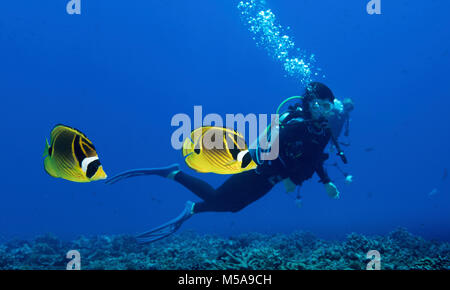 Un subacqueo a guardare una coppia di Raccoon butterflyfish in Polinesia francese Foto Stock