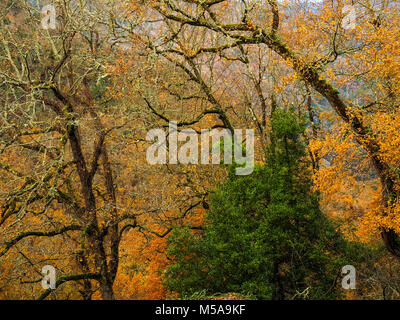 Foreste nel canyon del fiume Sil, Ribeira Sacra. Ourense. Spagna Foto Stock