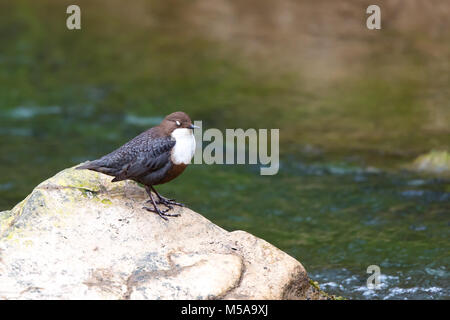 Primo piano dell'isolato uccello selvaggio del Regno Unito (Cinclus cinclus) all'aperto in habitat naturale del Regno Unito in piedi su roccia dall'acqua, occhi chiusi. Foto Stock