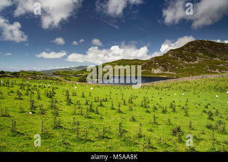 Campo di cardi a Cregennan laghi, Snowdonia, il Galles in una giornata di sole Foto Stock