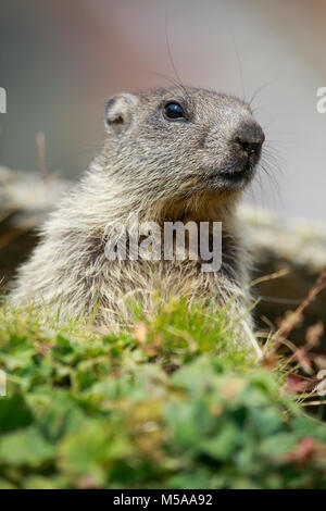 Alpenmurmeltier, Marmota marmota, marmotta alpina, Foto Stock