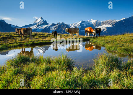 Kühe Schreckhorn vor - 4078 m, Berna, Schweiz Foto Stock