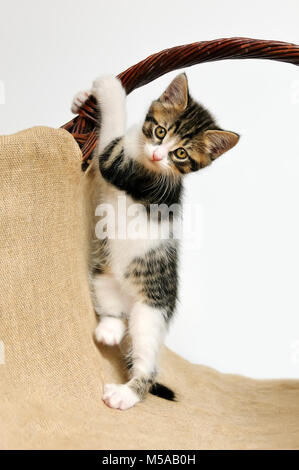 Un giocoso tabby e bianco baby gattino, European Shorthair, tenta di esercizi ginnici in un cestello di contenimento di arrampicata a una maniglia, sorge sulle sue gambe Foto Stock