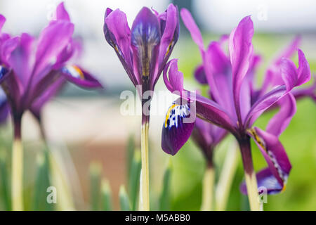 Iris reticulata " George' fiori ai primi di marzo. Iris nana. Regno Unito Foto Stock