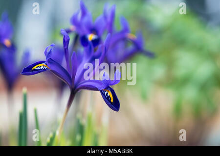 Iris reticulata " Pixie' fiori ai primi di marzo. Iris nana. Regno Unito Foto Stock