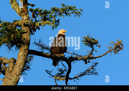 America del nord, Canada, canadese, British Columbia, Queen Charlotte Islands, Costa Ovest, Haida Gwaii, Gwaii Haanas National Park Reserve ,l'aquila calva,Ha Foto Stock