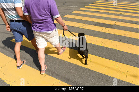 Persone con un cane su di una zebra crossing. indietro, dietro, cane Foto Stock