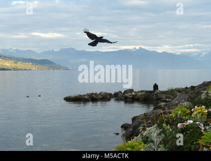 Uomo solitario vicino al Lago di Ginevra e crow volare sopra il lago, Losanna, Svizzera Foto Stock