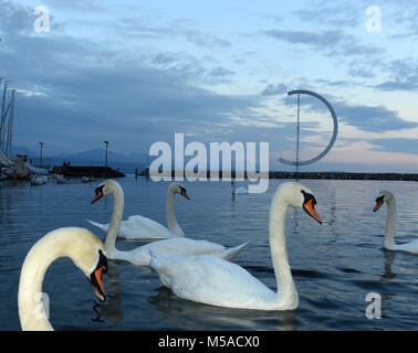 I cigni sul Lago di Ginevra a Losanna, Svizzera Foto Stock