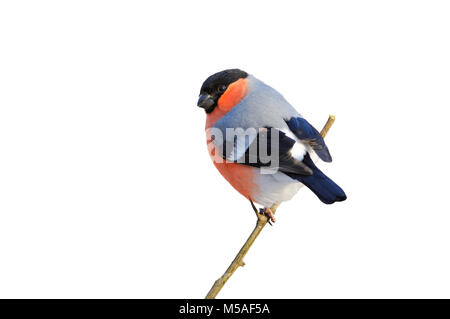 Eurasian (comune) bullfinch (Pyrrhula pyrrhula) seduto su un ramo (isolato su sfondo bianco). Foto Stock