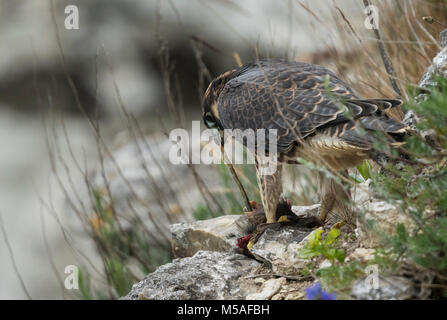 Falco pellegrino (Falco peregrinus), capretti sittting sul terreno, mangiando un starling Foto Stock