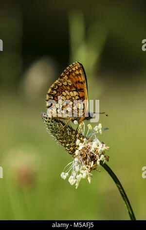 Heath Fritillary (Melitaea athalia) seduto sul fioritura Ribwort piantaggine (Planzago lanceolata) Foto Stock