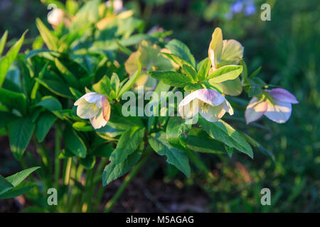 L'elleboro bianco Helleborus hybridus con macchie viola in un giardino Foto Stock